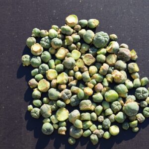 Lophophora Williamsii cactus cuttings for sale showing clean, healthy tissue