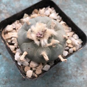 Lophophora Williamsii Cactus Wild Specimen in mineral-rich soil, nursery-grown