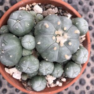 Lophophora Williamsii Var. Caespitosa cactus in mineral-rich soil, nursery-grown