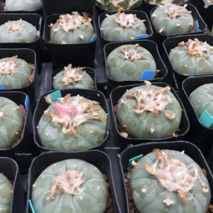 Lophophora Williamsii Var. Caespitosa cactus in mineral-rich soil, nursery-grown