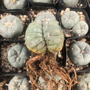 Crested Lophophora Williamsii f. Cristata with sculptural fan-shaped growth