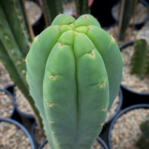 Buy San Pedro cactus seeds for sale natural