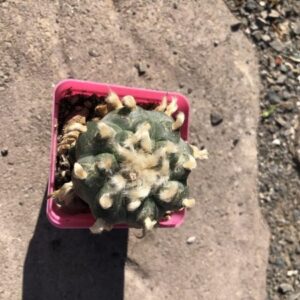 Grandfather Lophophora Williamsii Bulk Cactus Specimen – Premium Aged Cluster