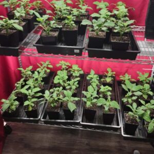 Salvia divinorum cutting ready