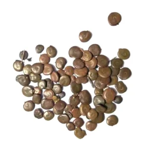 Acacia Senegal Seeds for Sale – Whole Botanical Seeds