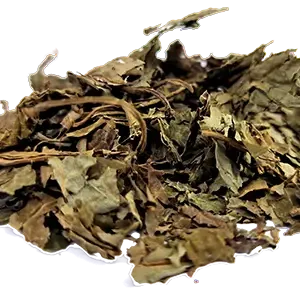 Dried Salvia Divinorum Leaves Handling