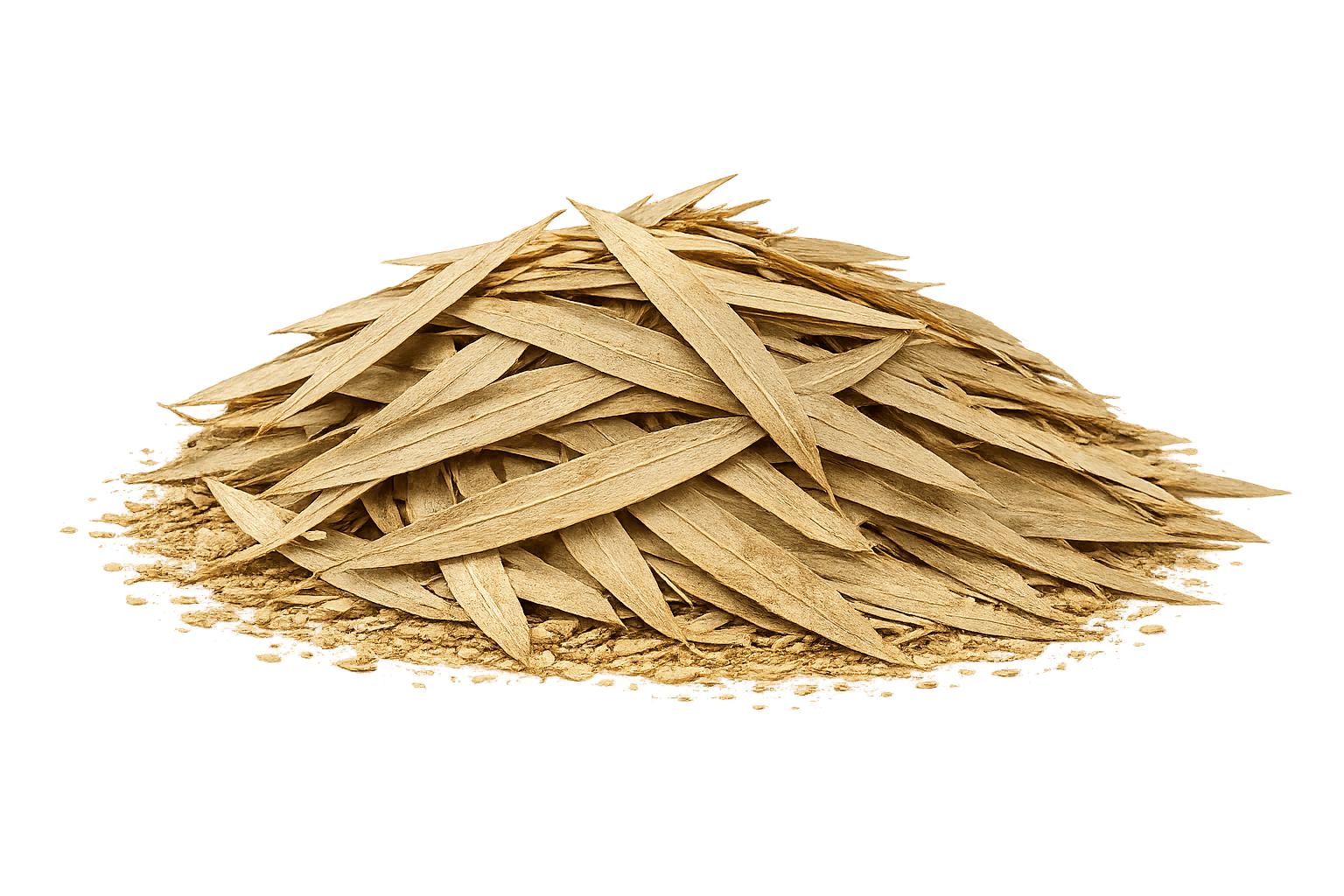 Acacia Acuminata Phyllodes - Image 2